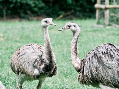 Nandoe - De Zonnegloed - Dierenpark - Dieren opvangcentrum - Sanctuary